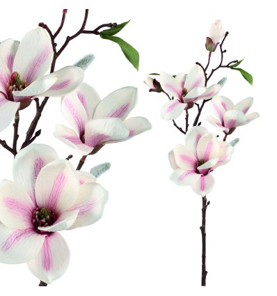 Magnolia